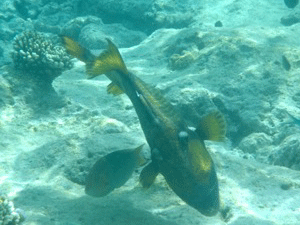 f0190653_21452128.gif