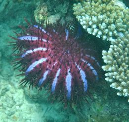 f0190653_21453225.gif