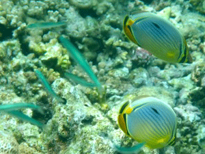 f0190653_21455122.gif