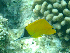 f0190653_2146093.gif