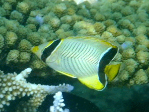 f0190653_2147314.gif