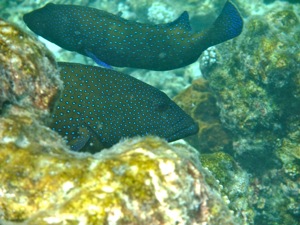 f0190653_2147341.jpg
