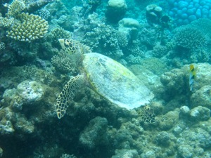 f0190653_21481512.jpg