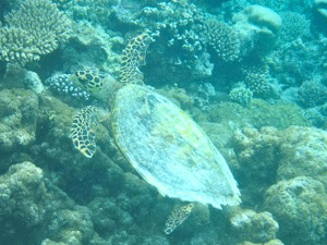 f0190653_2148331.gif