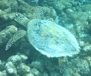 f0190653_21485385.gif