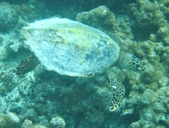 f0190653_21502155.gif