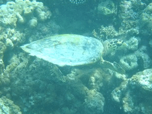 f0190653_21503969.gif