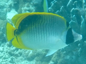 f0190653_21513916.gif