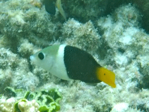 f0190653_2212056.gif