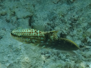 f0190653_2234715.gif