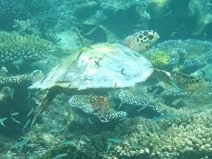 f0190653_2242496.gif