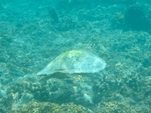 f0190653_2244458.gif