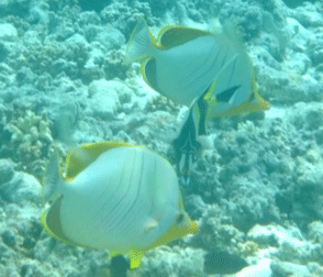 f0190653_2244568.gif
