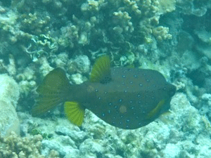 f0190653_224529.gif