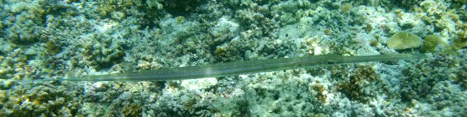 f0190653_2284329.gif