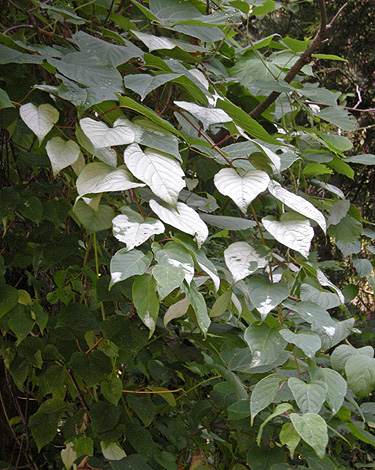 a0001354_22423158.jpg