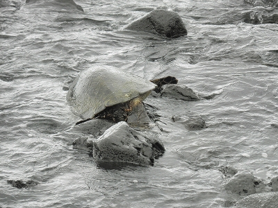 b0145863_15412763.jpg