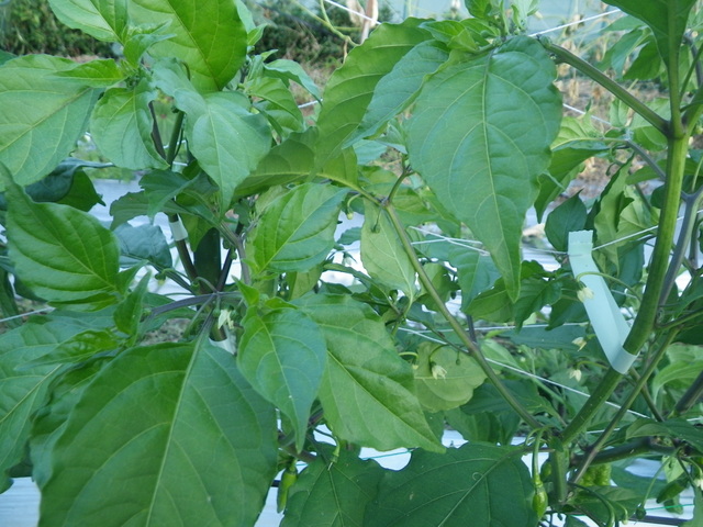 f0055264_065324.jpg