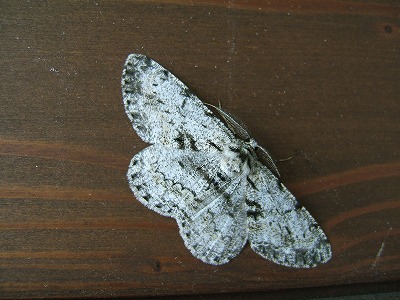 d0019074_8204221.jpg