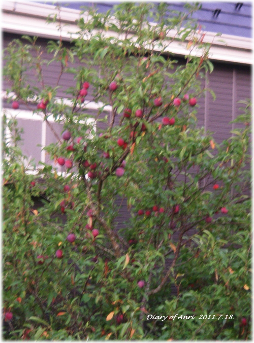 d0046294_7522325.jpg
