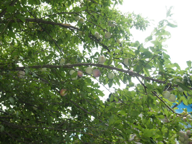 c0152507_5455477.jpg