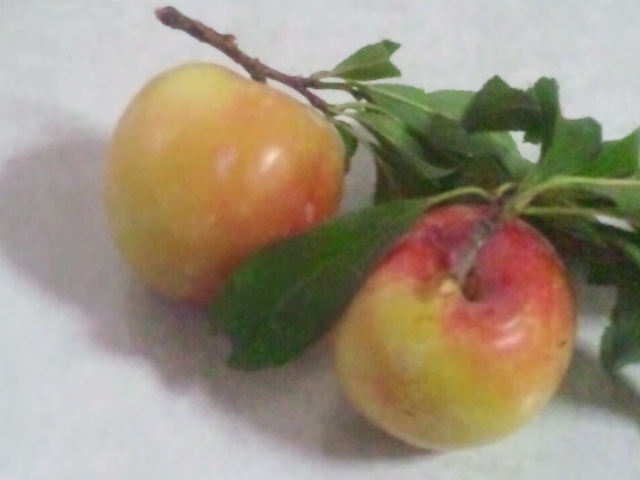 c0152507_549341.jpg