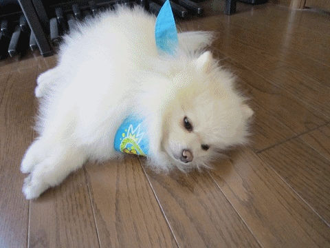b0167519_9392847.gif