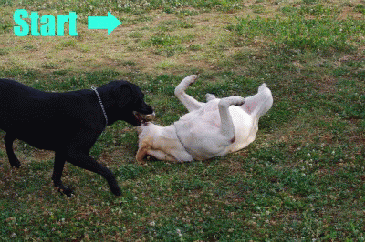 a0142343_135162.gif