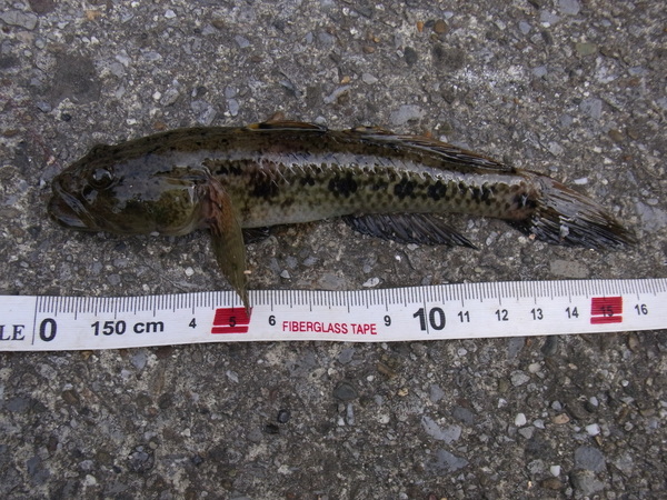 a0175545_1693547.jpg