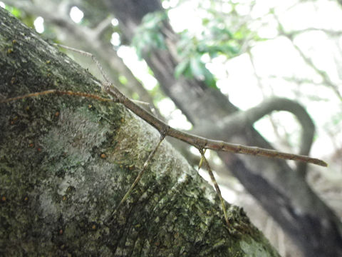 c0002874_7133072.jpg