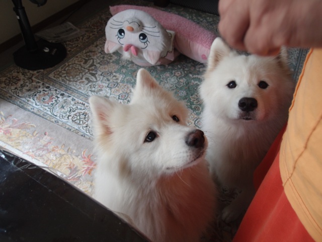 e0018604_12374827.jpg
