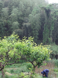 f0144707_1794861.jpg