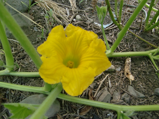 e0234924_10384190.jpg