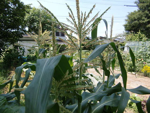 e0234924_10505315.jpg