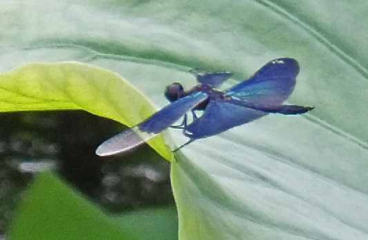 c0184737_1013759.jpg