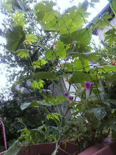 c0169239_8363571.jpg