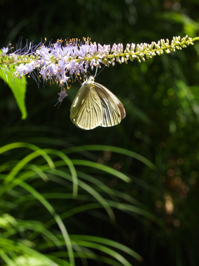 c0122670_2243345.jpg