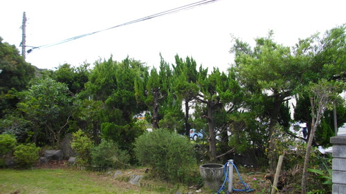 a0158075_859220.jpg