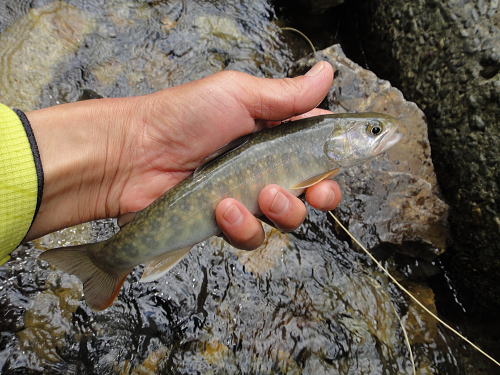 f0141392_23334147.jpg