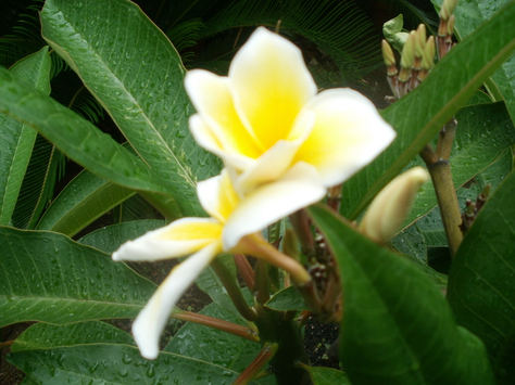 c0085098_746262.jpg