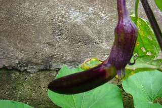 b0200747_12342310.jpg