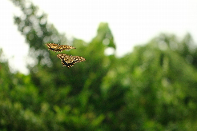 d0128465_7413424.jpg
