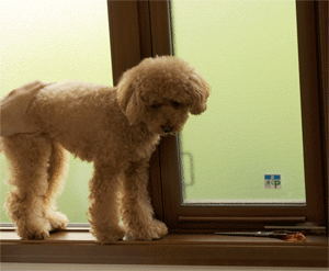 c0196673_12105254.gif