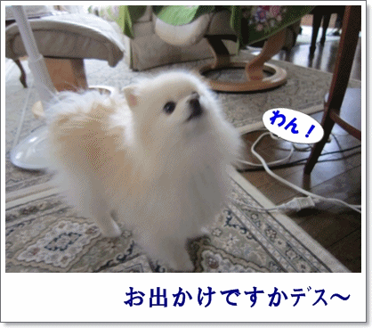 b0167519_9164355.gif