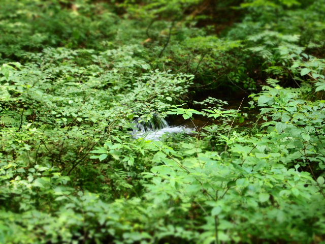 c0000134_1830343.jpg