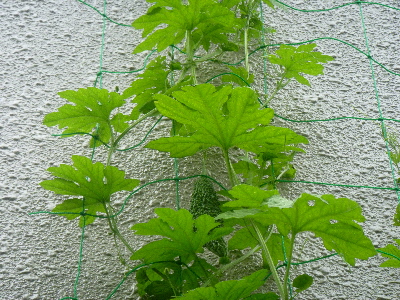 e0121548_21444572.jpg