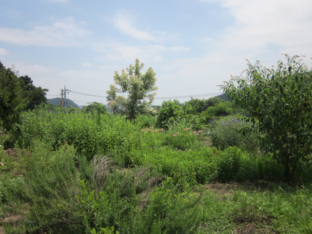 a0120264_15335039.jpg