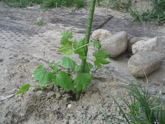 e0106372_9182252.jpg