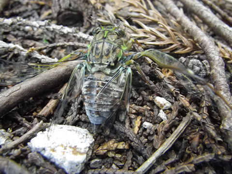 c0002874_21222999.jpg