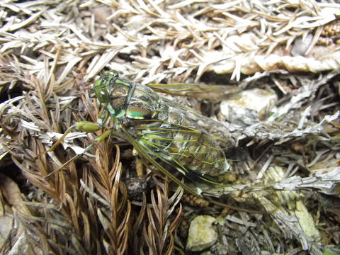 c0002874_21463931.jpg